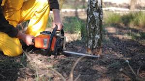 How Our Tree Care Process Works  in Wheatland, CA